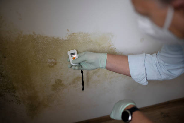 Best Mold Testing and Inspection Services in Chapel Hill, NC