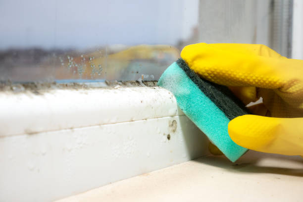 Best Residential Mold Remediation in Chapel Hill, NC