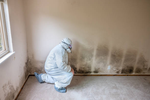 Professional Mold Remediation in Chapel Hill, NC