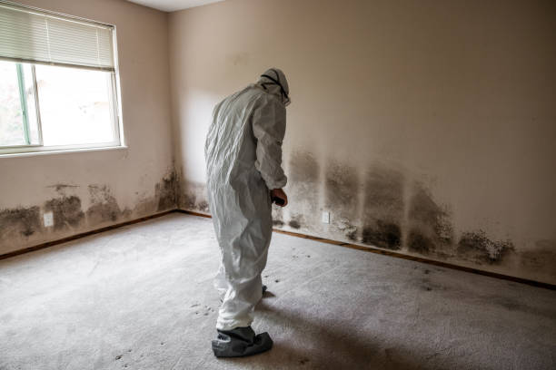 Best Basement Mold Remediation in Chapel Hill, NC