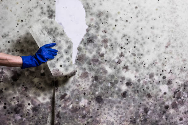 Best Commercial Mold Remediation in Chapel Hill, NC