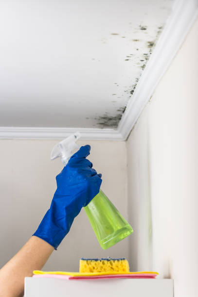 Best Black Mold Remediation in Chapel Hill, NC